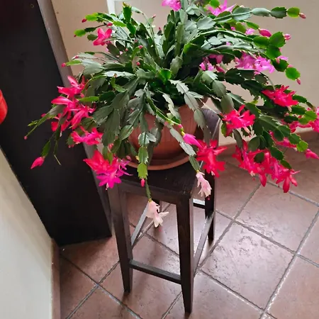 Casa Di Lena Apartment