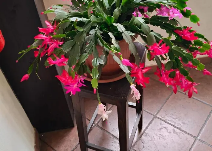 Casa Di Lena Apartmán